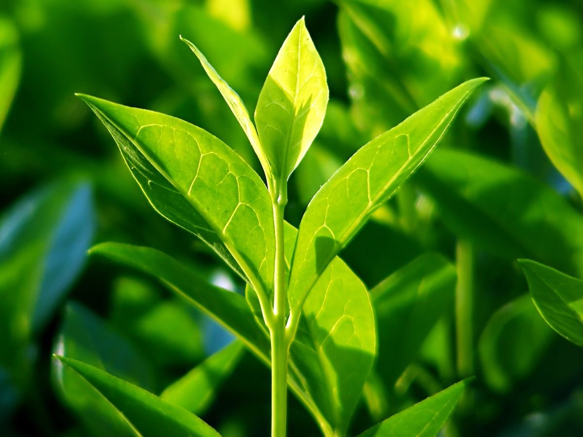 春季美容秘诀：绿茶桉树肥皂